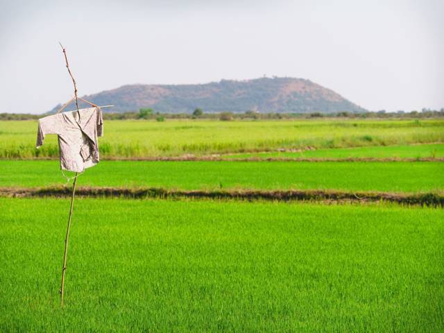 Wanneer ga je naar Cambodja? Tempels, hitte en groene rijstvelden