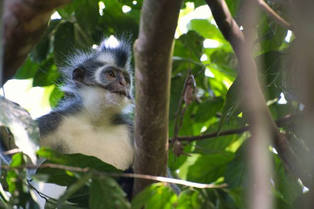 Wat te doen in Bukit Lawang? De highlights die je niet mag missen