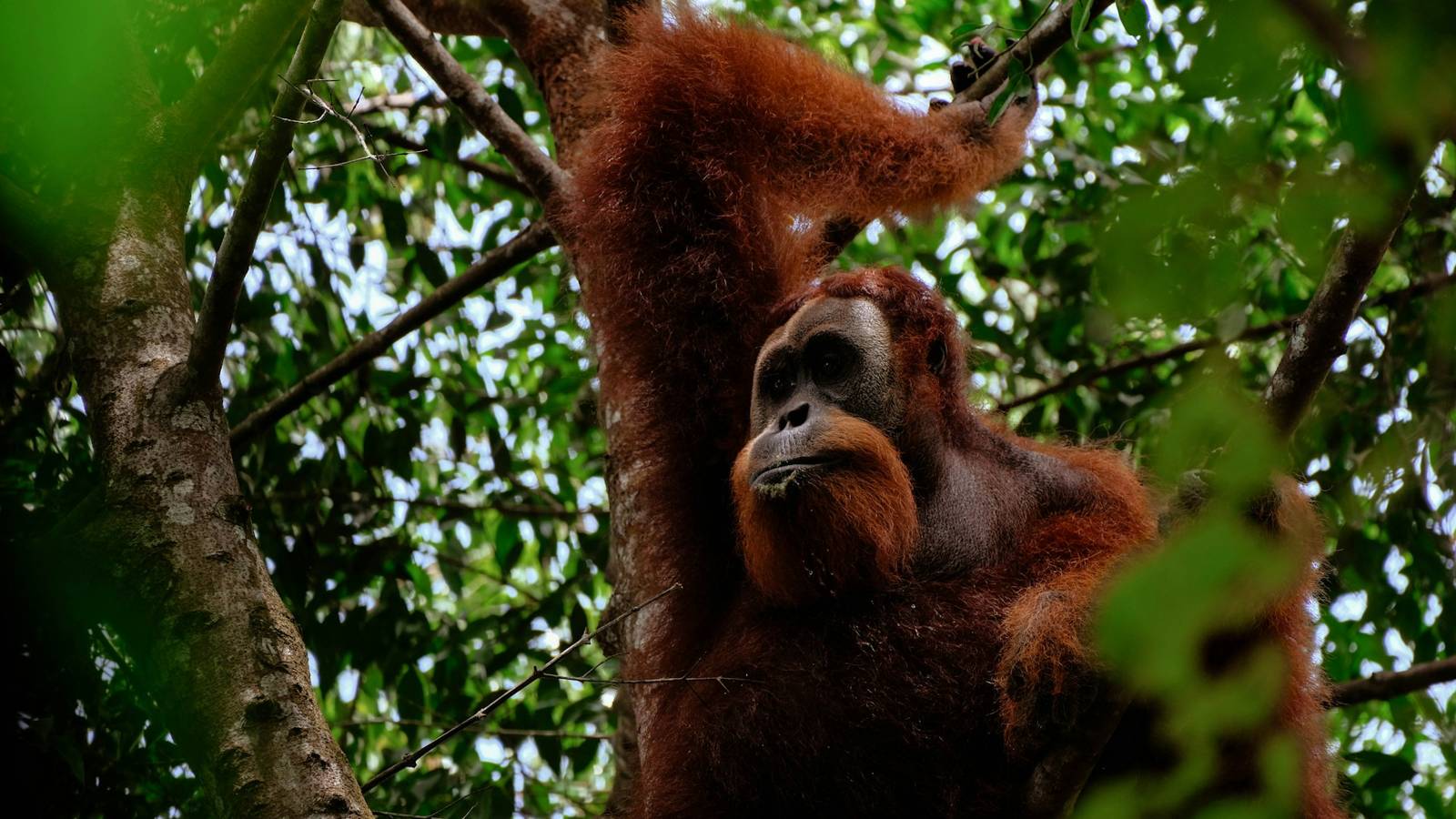 Bukit Lawang: alles wat je moet weten voor je bezoek