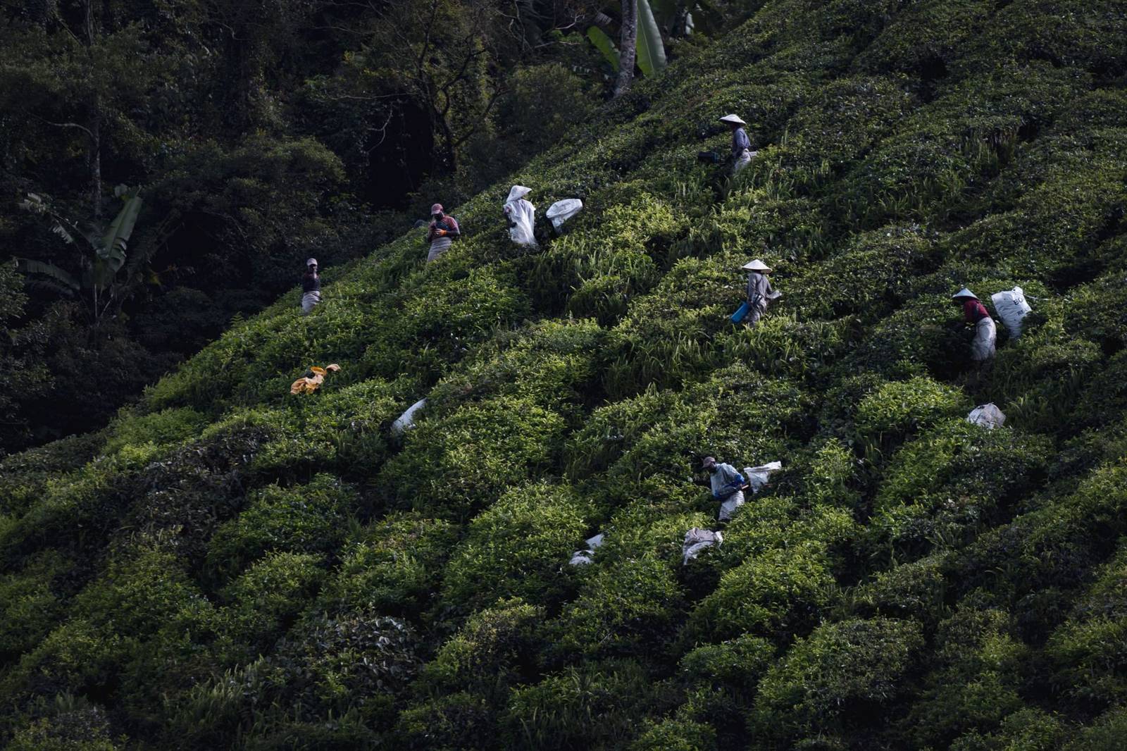 Wat te doen in de Cameron Highlands? De highlights die je niet mag missen