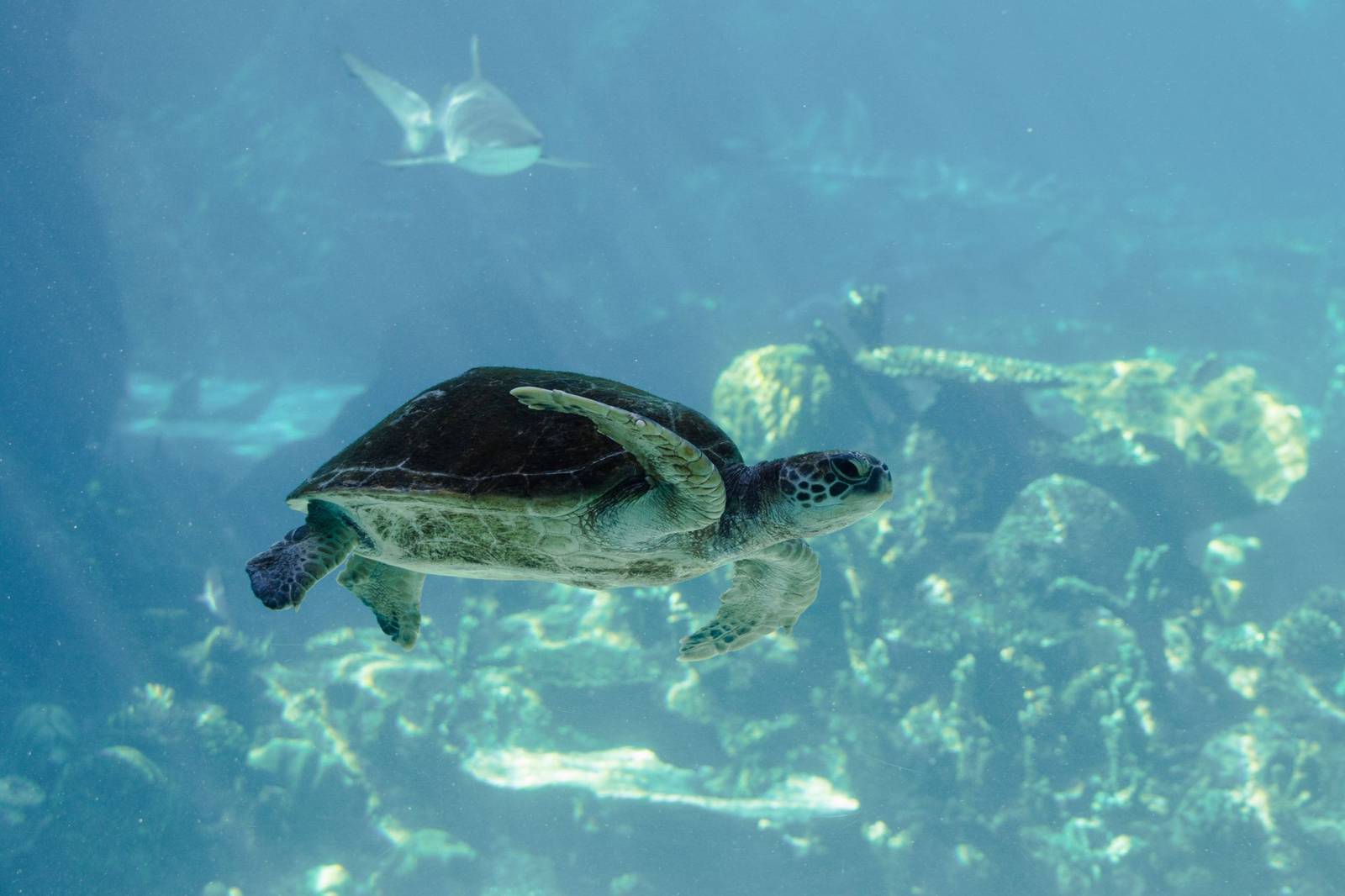 Wat te doen op Derawan? De highlights die je niet mag missen