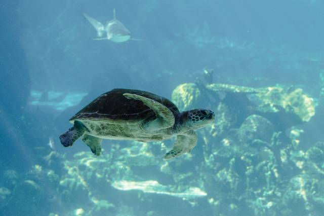 Wat te doen op Derawan? De highlights die je niet mag missen