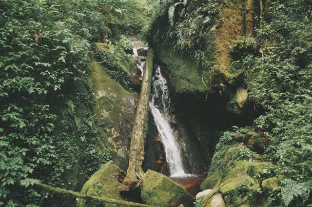 Jungle in Maleisië: Taman Negara of Borneo?