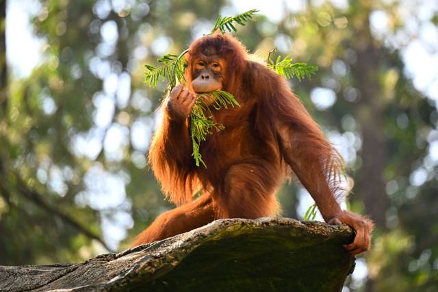 Orang-oetans zien in Indonesië: Bukit Lawang of Tanjung Puting?