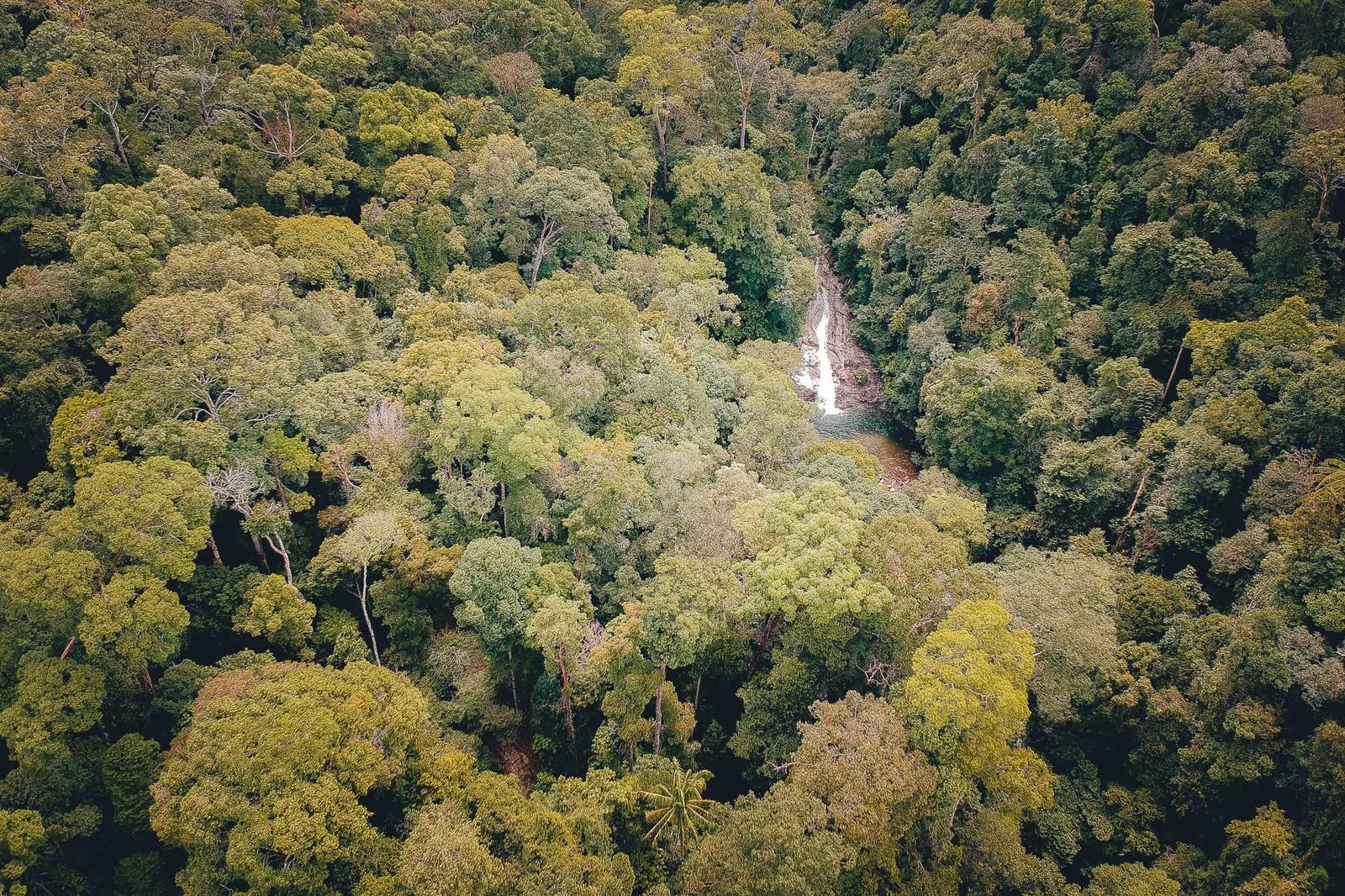 Taman Negara