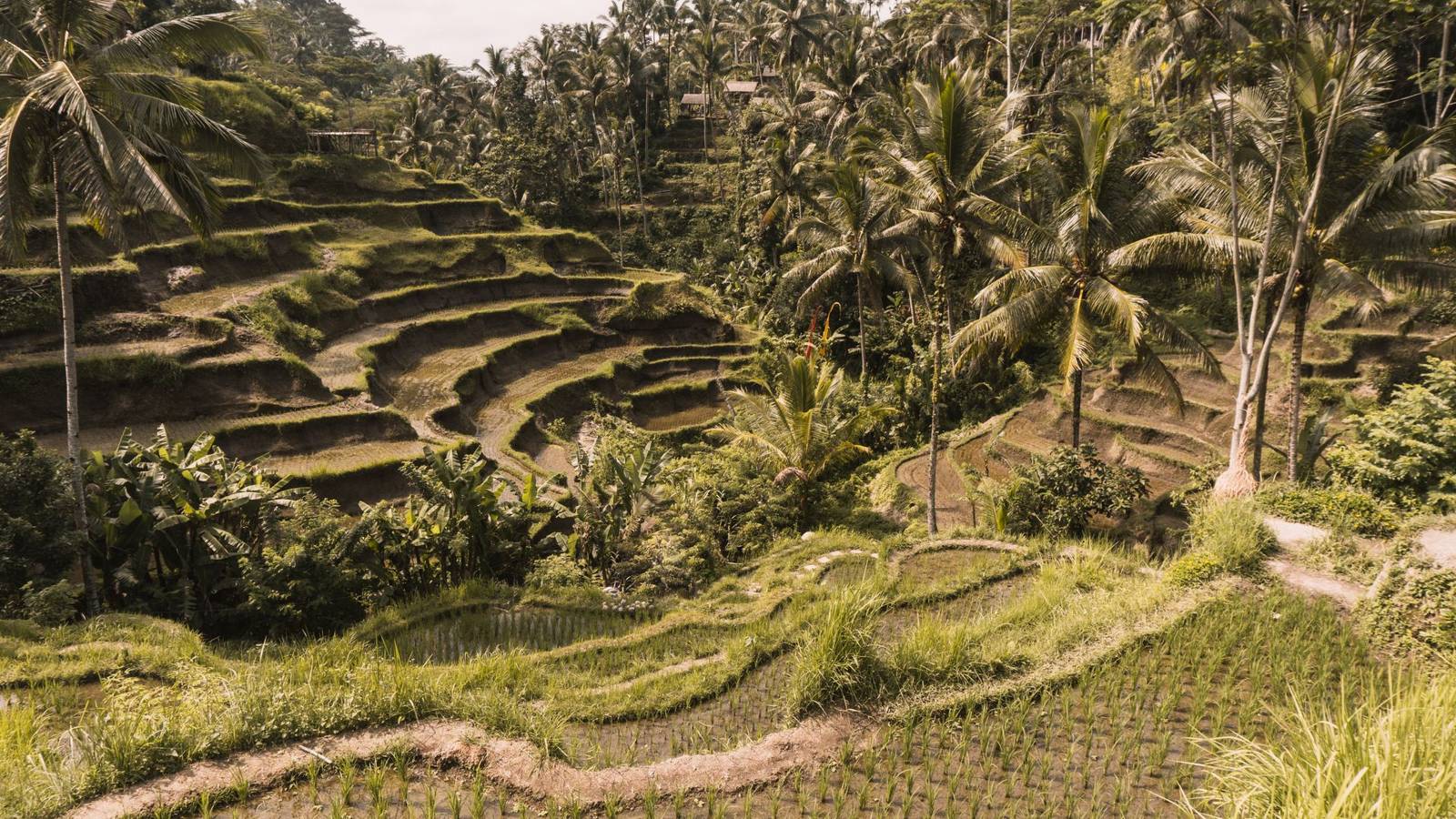 Wat te doen in Ubud? De highlights die je niet mag missen