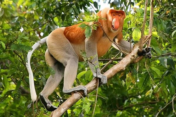 Kuching: dagtour naar de wilde dieren van Bako