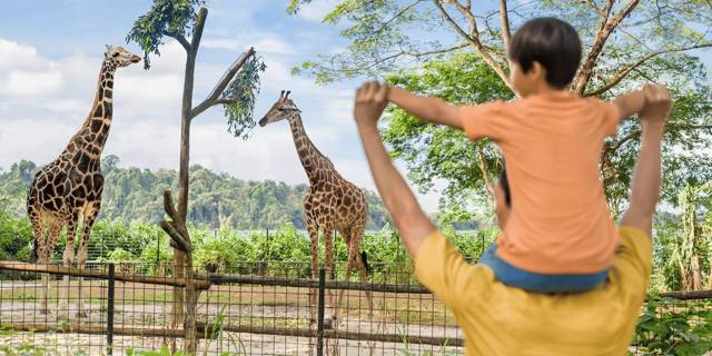 Singapore Zoo: dagticket met tramrit