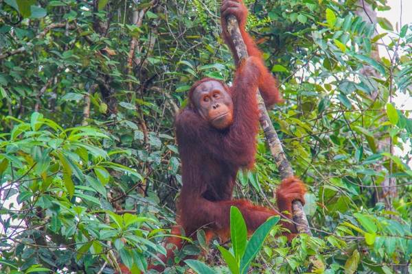 Kuching: orang-oetans bij het voedermoment in Semenggoh