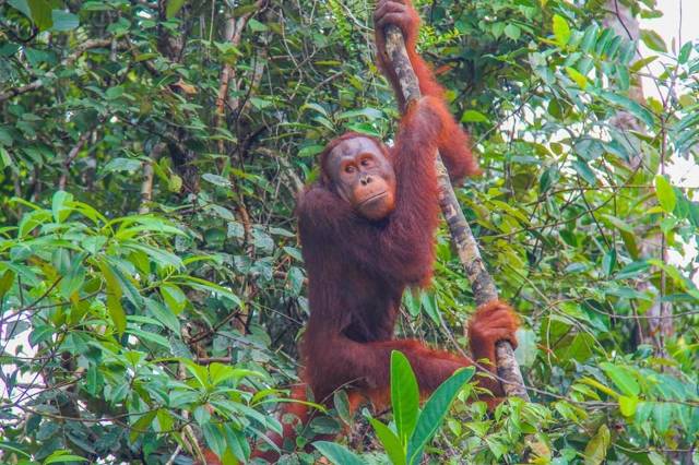Kuching: orang-oetans bij het voedermoment in Semenggoh