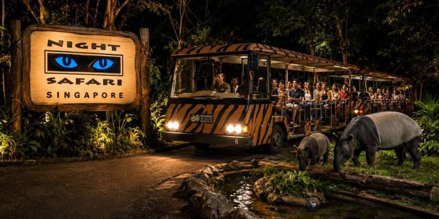Singapore: Night Safari met tramrit en vervoer vanaf je hotel