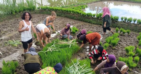 Tetebatu: watervallen, specerijen, rijstvelden en het apenbos