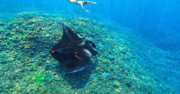 Nusa Penida: snorkelen op drie plekken en de westkust