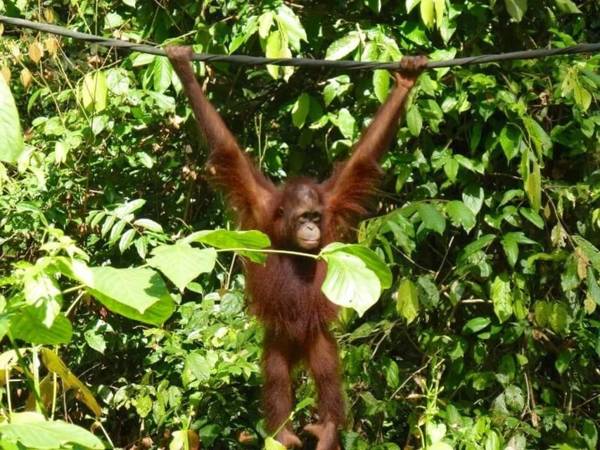 Sepilok: dagtour orang-oetans, zonnebeer en Labuk Bay