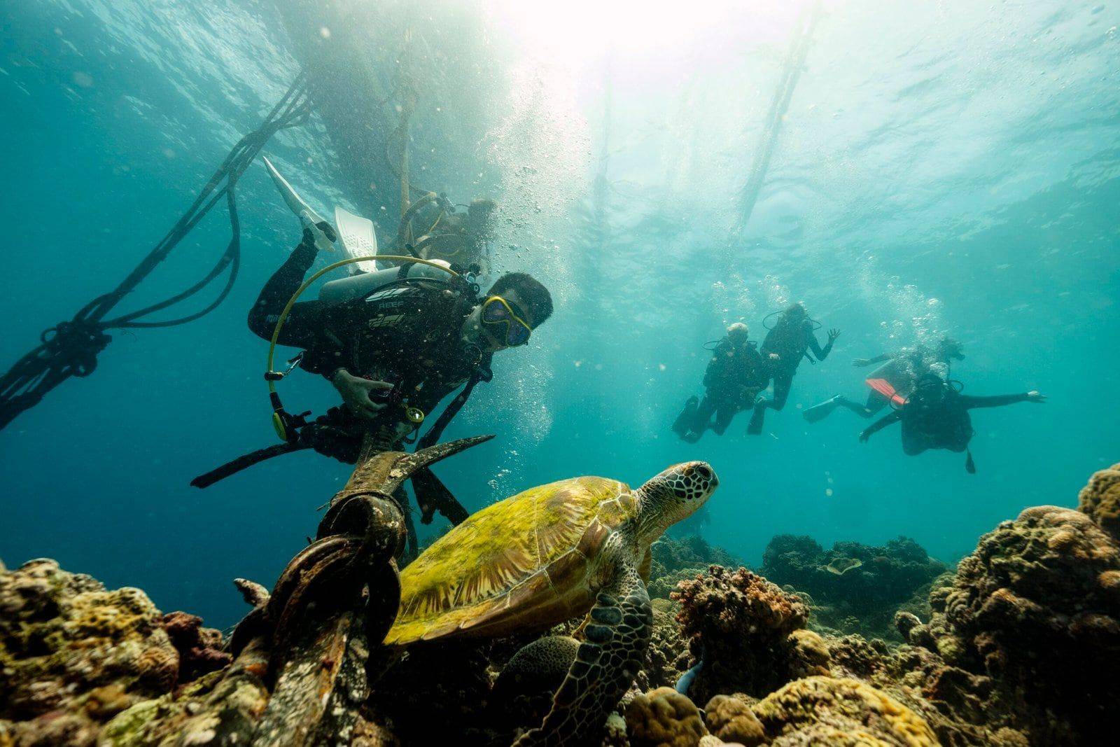 Duikers kijken naar een zeeschildpad die over het rif zwemt