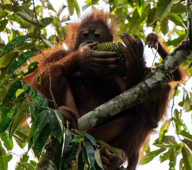 Bukit Lawang