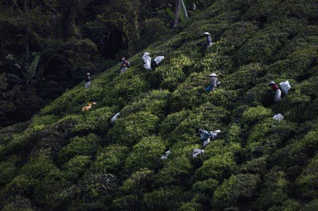 Wat te doen in de Cameron Highlands? De highlights die je niet mag missen
