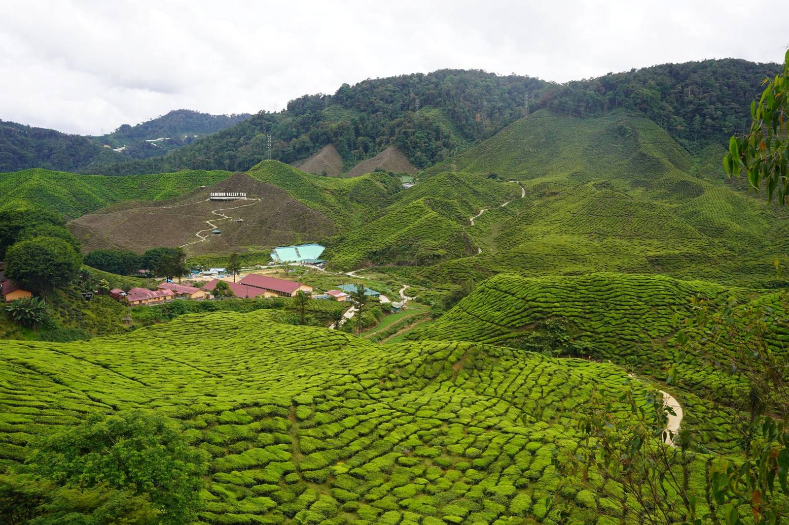 Cameron Highlands: alles wat je moet weten voor je bezoek