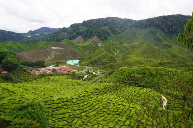 Cameron Highlands: alles wat je moet weten voor je bezoek
