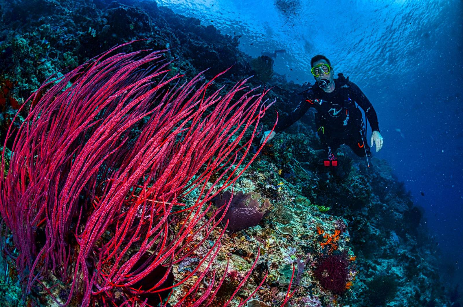 Duiken in Indonesië: Raja Ampat, Komodo, Amed en de Gili's