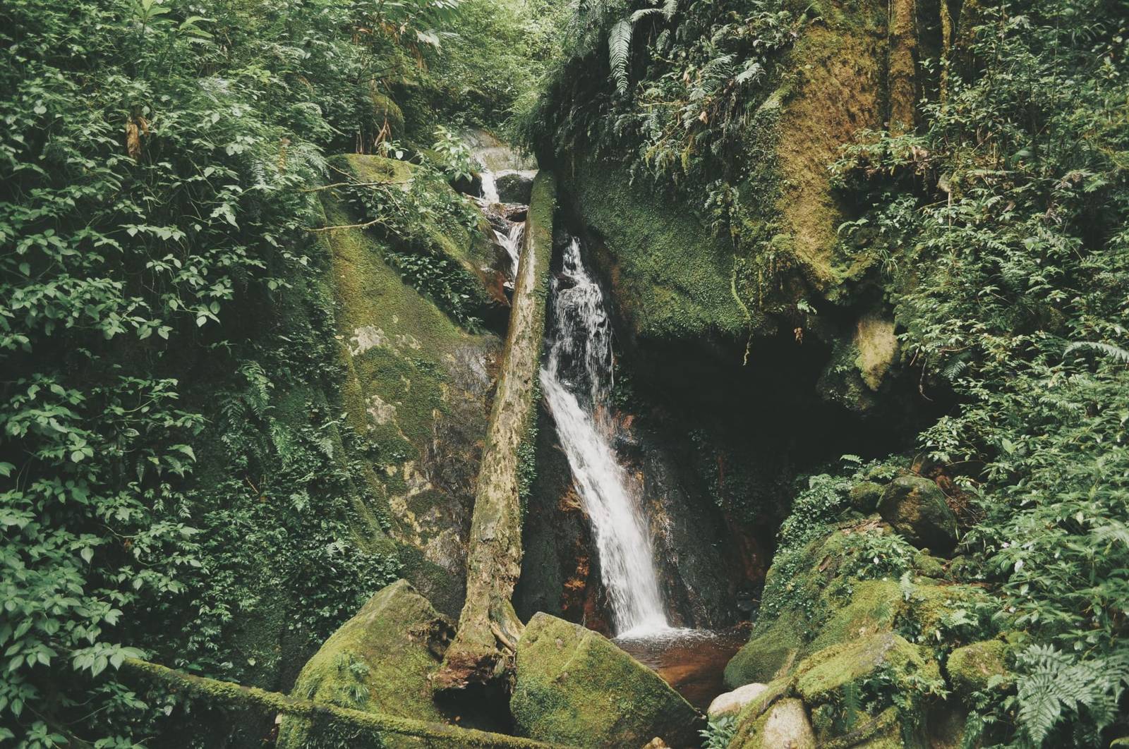 Jungle in Maleisië: Taman Negara of Borneo?