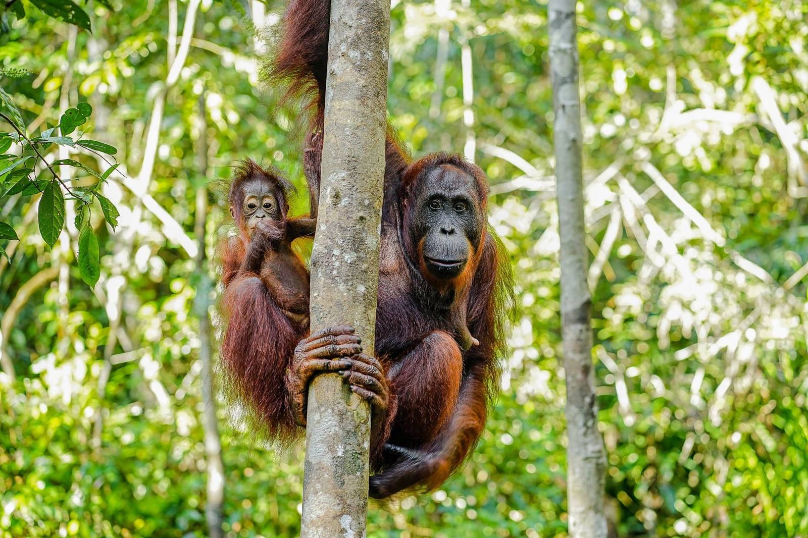 Kalimantan
