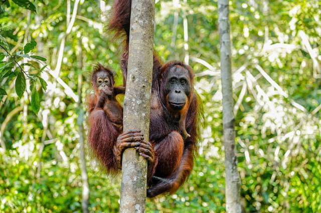 Kalimantan