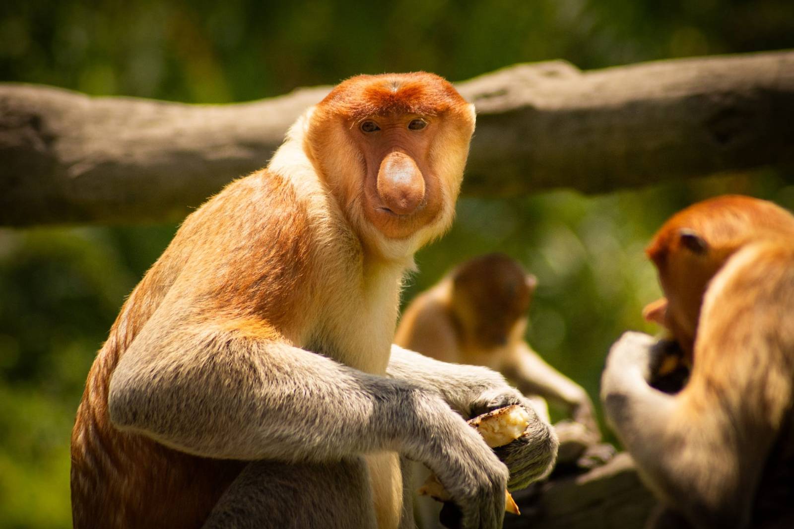 Wat te doen aan de Kinabatangan? De highlights die je niet mag missen