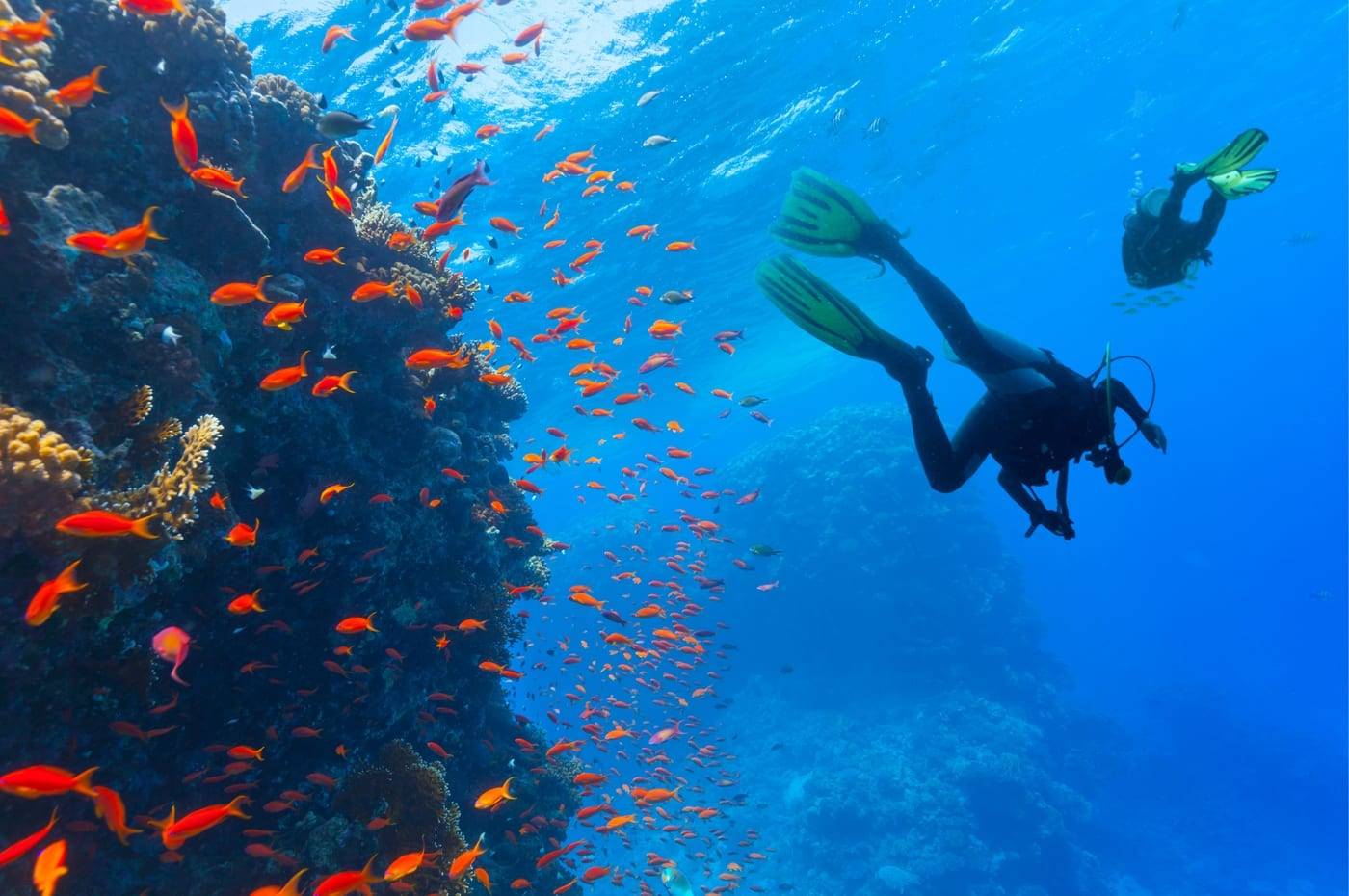 Twee duikers langs een wand vol oranje anthias