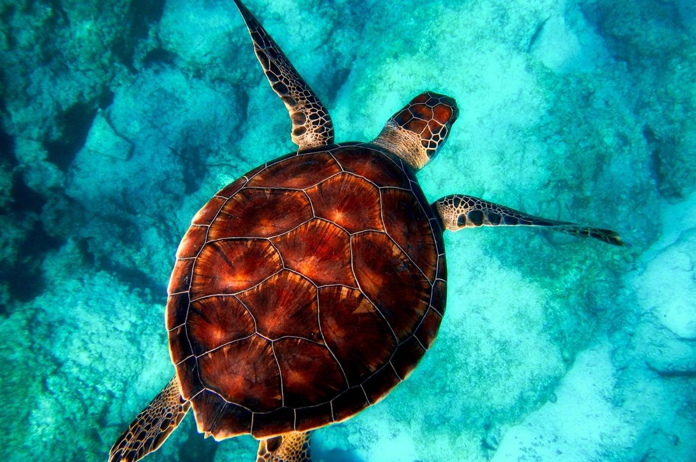 Groene zeeschildpad zwemt over het rif