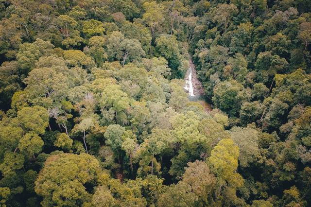Taman Negara