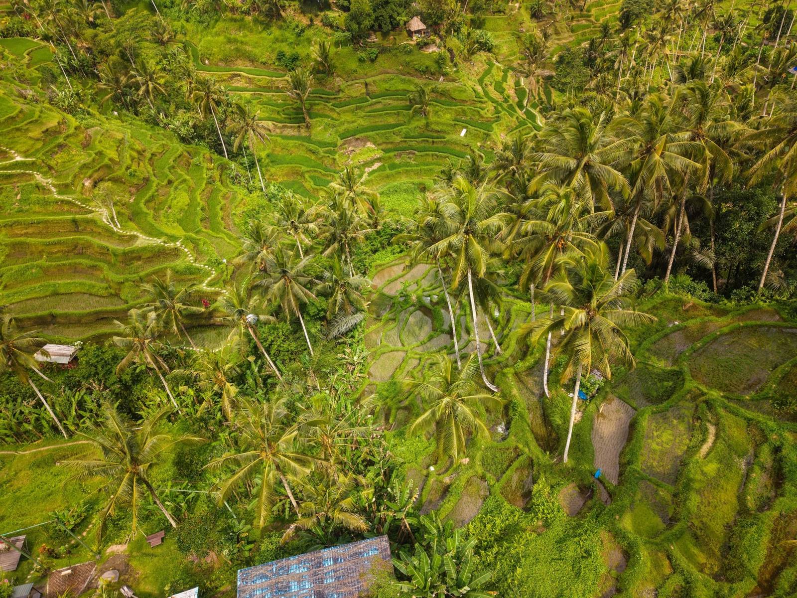 Ubud