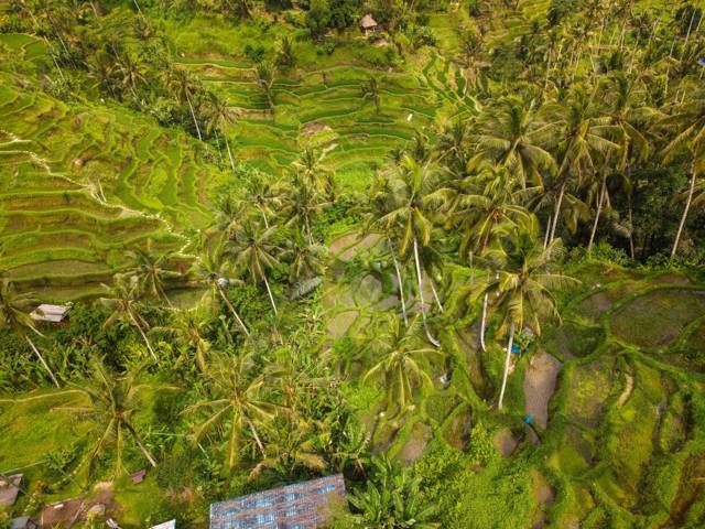 Ubud