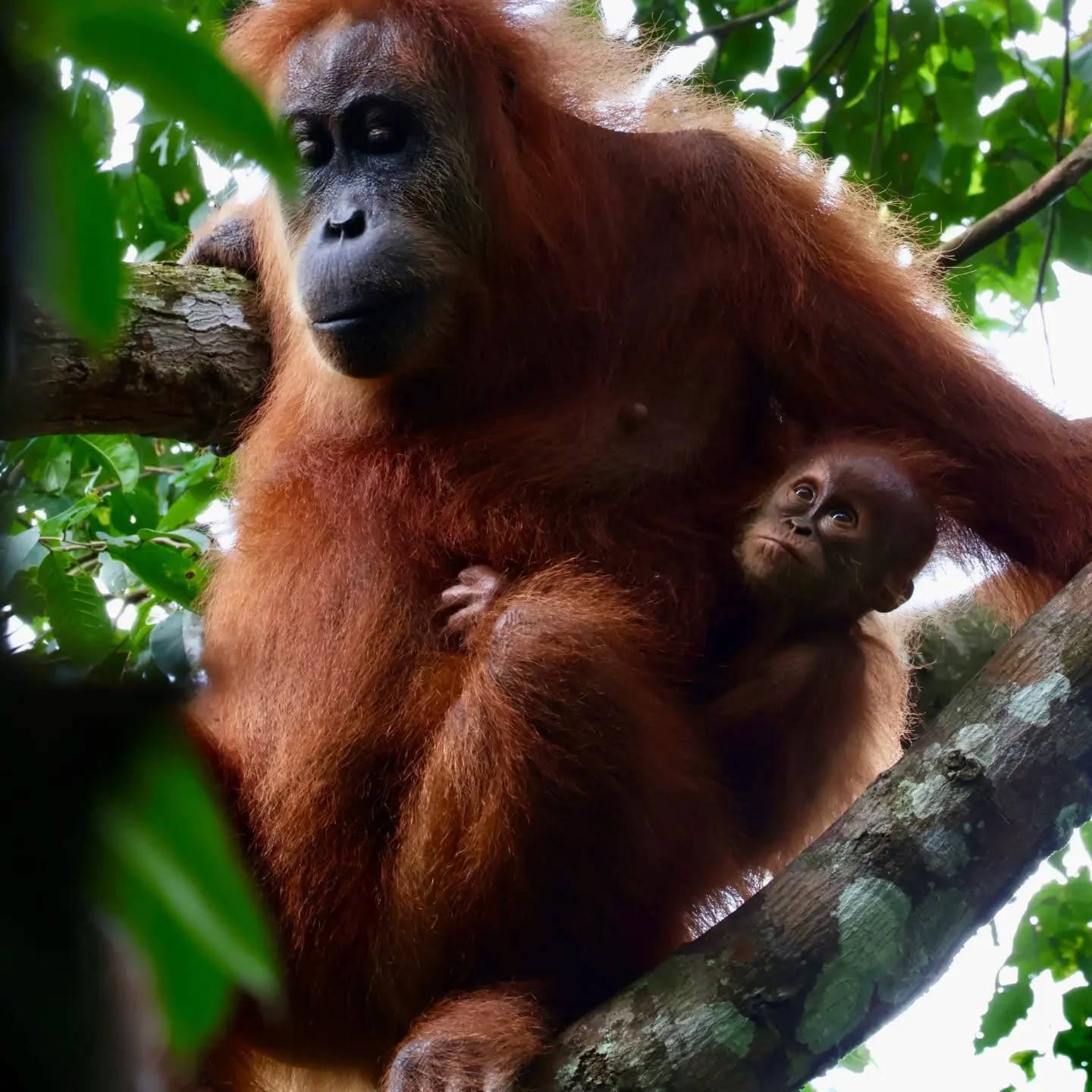 Een orang-oetanmoeder met haar jong op een tak in Gunung Leuser