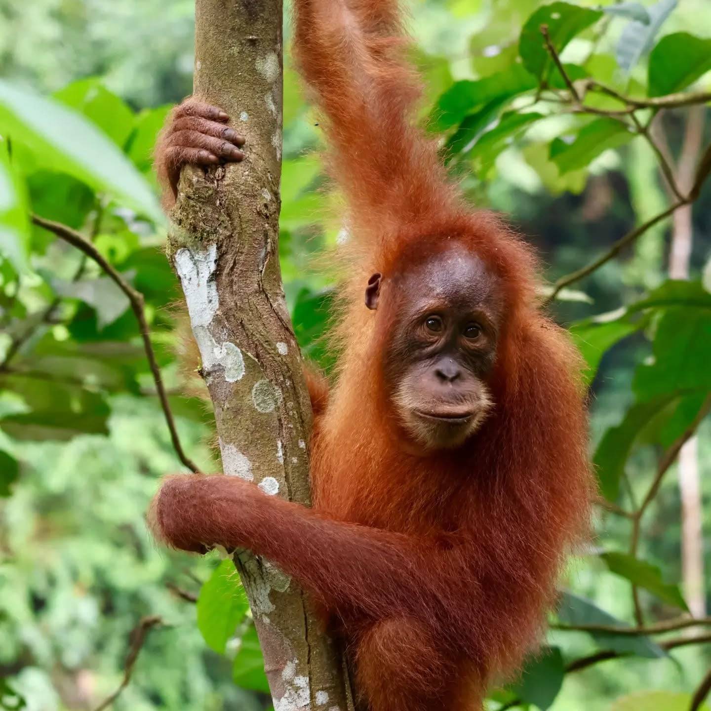 Een orang-oetan hangt aan een lange tak tussen de stammen