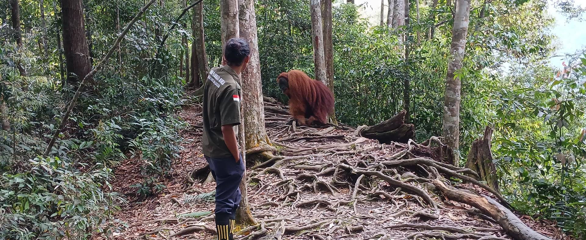 Een gids van Wildzone Sumatra staat op het pad en kijkt naar een mannetjesorang-oetan tussen de boomwortels