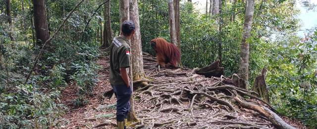Een gids van Wildzone Sumatra staat op het pad en kijkt naar een mannetjesorang-oetan tussen de boomwortels