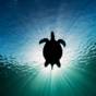 Silhouet van een zeeschildpad tegen het zonlicht boven Moalboal