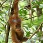 Een jonge orang-oetan hangt aan een tak in Gunung Leuser