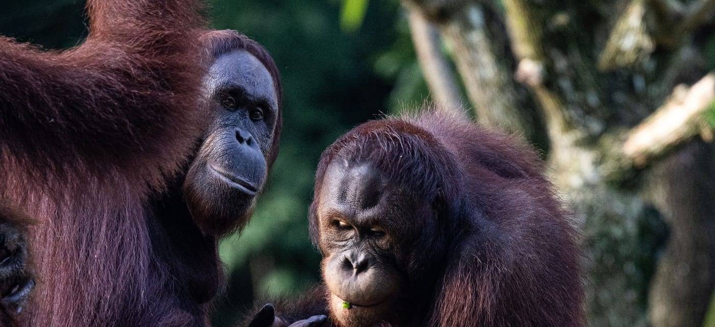 Twee Borneose orang-oetans in het groen