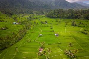 Groene rijstvelden met palmbomen op Bali van bovenaf