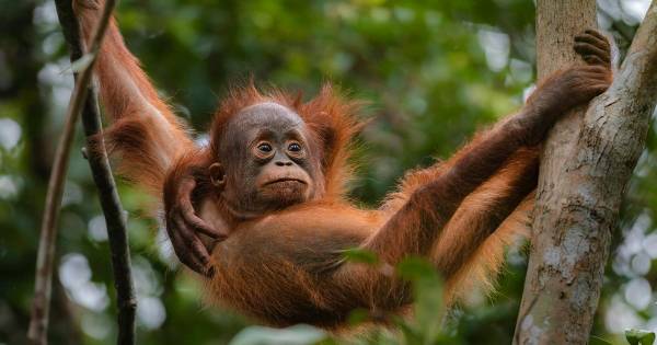 Tanjung Puting: driedaagse klotoktocht naar de orang-oetans