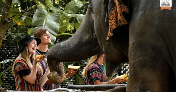 Phuket: Ethisch voederen met olifanten in Jungle Sanctuary