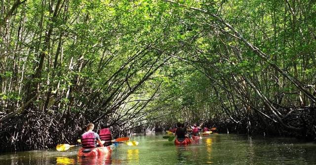 Ko Lanta: Halfdaagse Mangrove Kajak Tour met Lunch