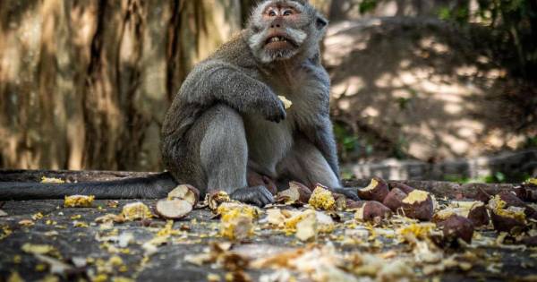 Ubud: dagtrip langs rijstterras, Monkey Forest en waterval