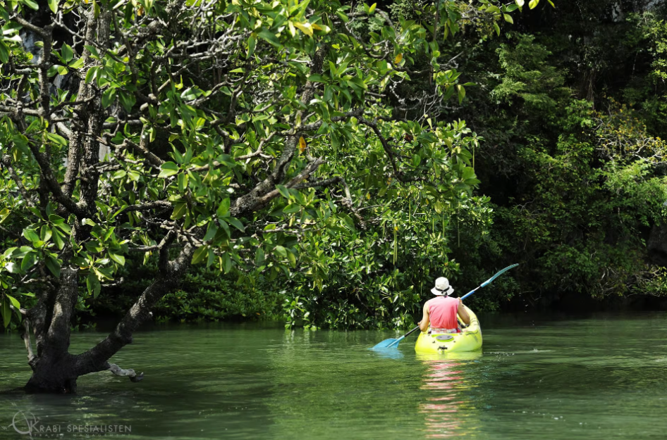 Ko Lanta: Halfdaagse Mangrove Kajak Tour met Lunch