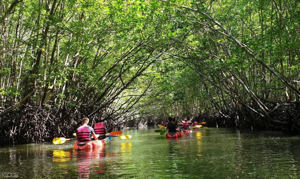 Ko Lanta: Halfdaagse Mangrove Kajak Tour met Lunch