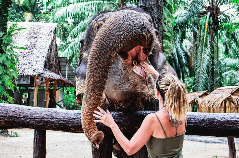 Krabi: Olifantenbadsessie in het olifantenopvangcentrum van Krabi